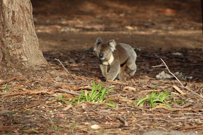 Guided Koala Walk and Bushfire ecology tour - Guide-led small groups: meeting point, pace, and what to bring