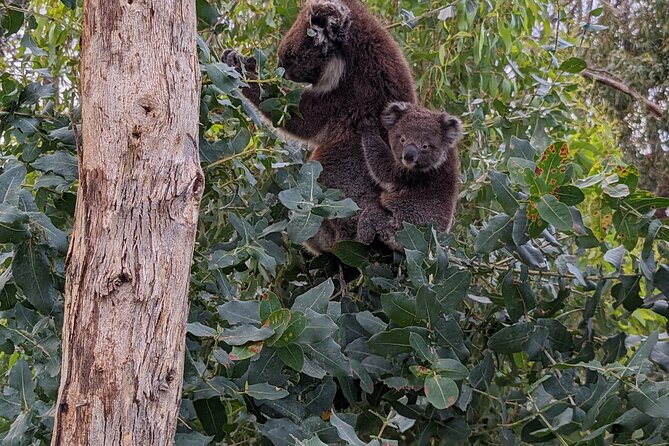 Guided Koala Walk and Bushfire ecology tour - Should you book this tour? My practical take