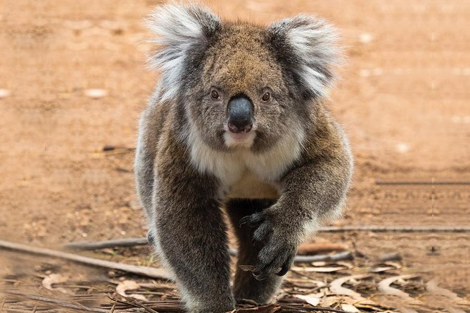 Guided Koala Walk and Bushfire ecology tour - The Koala Walk access: what off-limits means in practice
