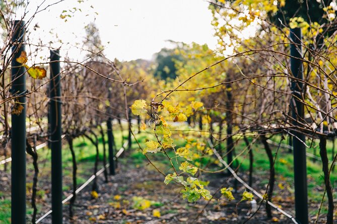 Guided Wine Journey and Discovery Tasting Tour in Adelaide - The Wine Discovery Journey Museum: How Australia’s wine story clicks