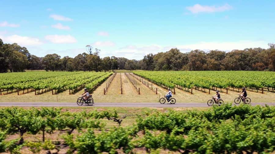 Hahndorf: Gourmet Food & Wine E-Bike Tour - Nepenthe under the old gum tree: a slower sip moment