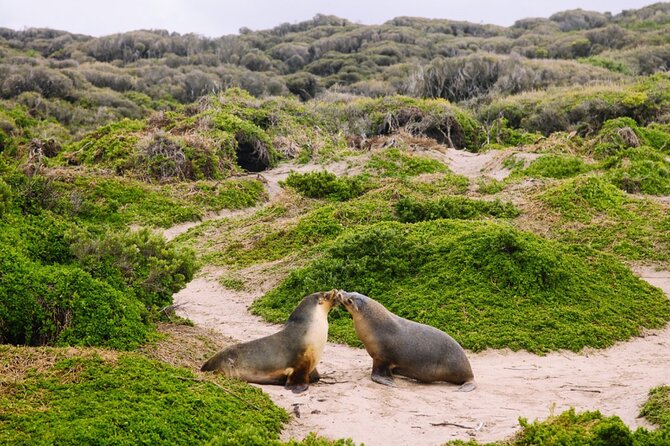 Kangaroo Island 2-Day Wildlife Adventure Small Group tour - Day 2 starts with Seal Bay: endangered sea lions close up