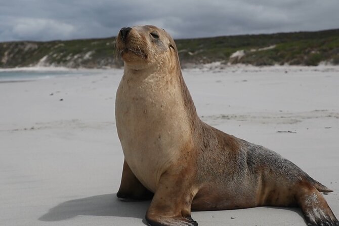Kangaroo Island 2-Day Wildlife Adventure Small Group tour - Flinders Chase National Park: Remarkable Rocks and Admirals Arch