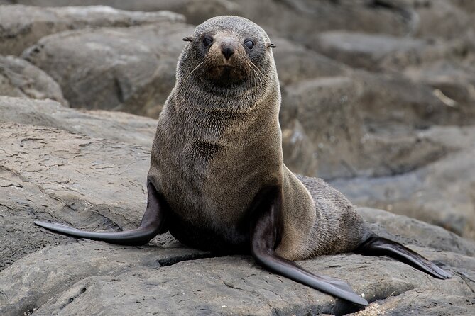 Kangaroo Island: 75-Minute Coastal Safari - What the Skippers Teach You About the Coast
