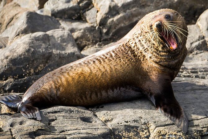 Kangaroo Island: 75-Minute Coastal Safari - Jackets, Safety Gear, and the Pace of the Ride