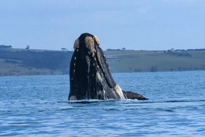 Kangaroo Island: 75-Minute Coastal Safari - Price and Value: Is $62 Worth It for 75 Minutes?