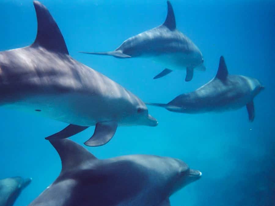 Kangaroo Island: Dolphin, Seal, and Swimming Boat Tour - Penneshaw Start: Wetsuits, Safety Brief, and the Cold-Water Reality
