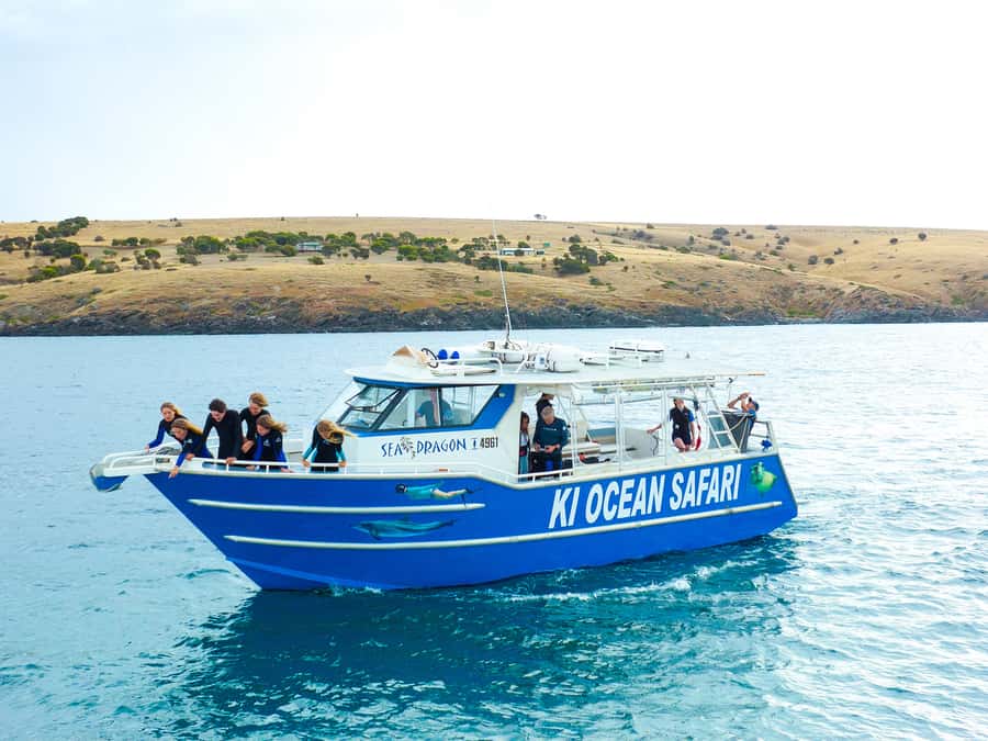 Kangaroo Island: Dolphin, Seal, and Swimming Boat Tour - Seals Up Close: Snorkeling Gear and the Playful Moment