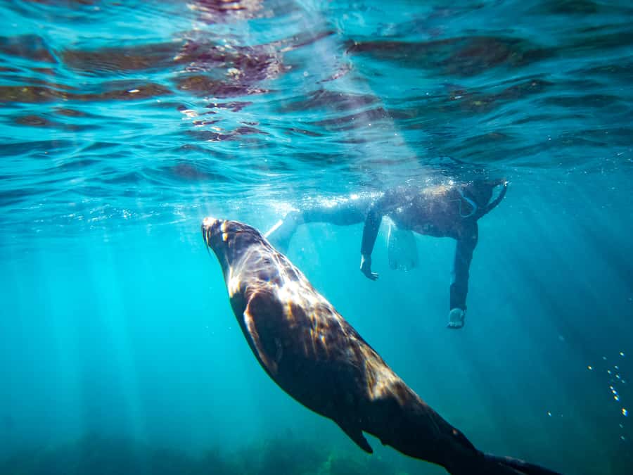 Kangaroo Island: Dolphin, Seal, and Swimming Boat Tour - Boat Time, Marine Life Commentary, and Possible Whale Sightings