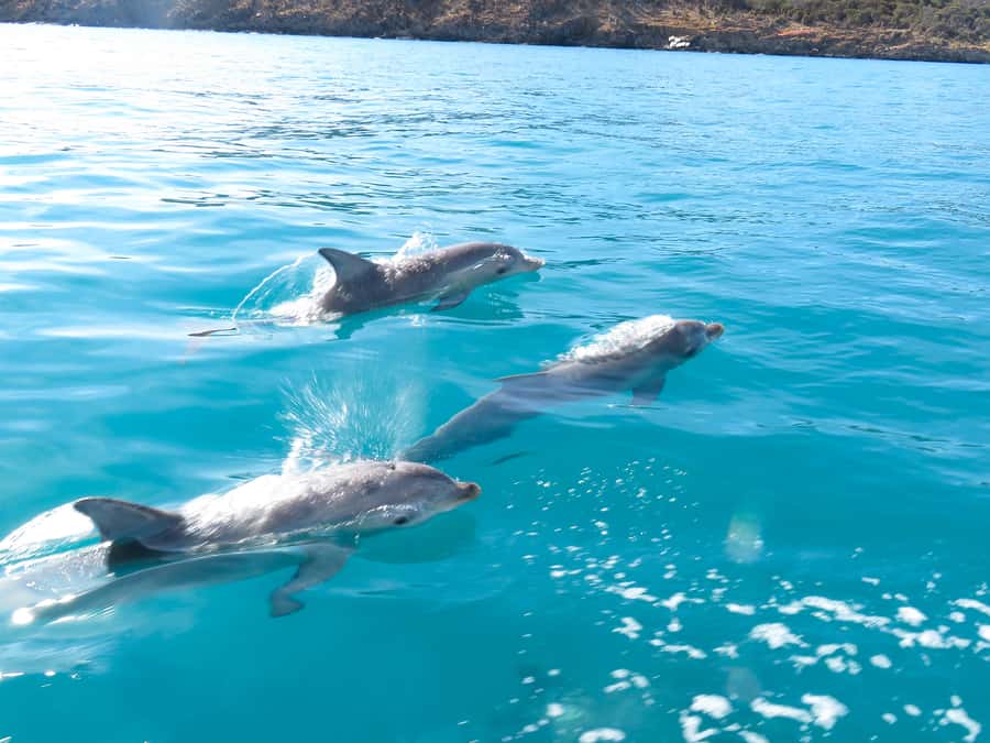 Kangaroo Island: Dolphin, Seal, and Swimming Boat Tour - The Crew Factor: Patient Coaching for New Snorkelers