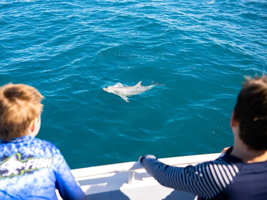 Kangaroo Island: Dolphin, Seal, and Swimming Boat Tour - Safety Limits and Suitability: Who This Tour Fits Best