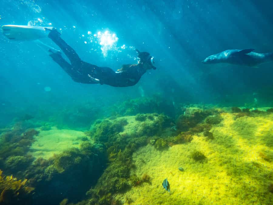 Kangaroo Island: Dolphin, Seal, and Swimming Boat Tour - Dolphin Pods on Their Terms: Swimming Depends on What the Day Brings