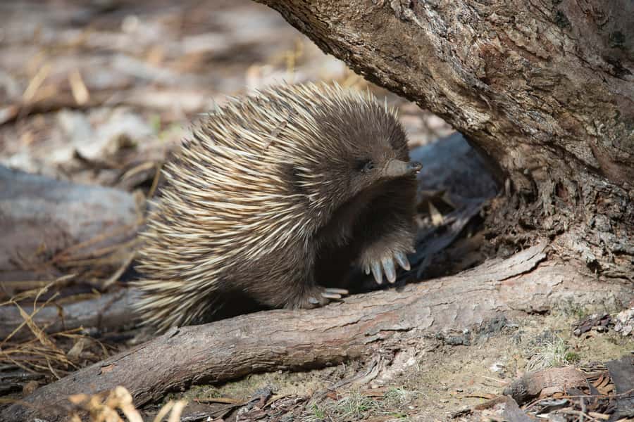 Kangaroo Island: Full-Day Guided Island Life Tour - Why Kangaroo Island feels different on this kind of day