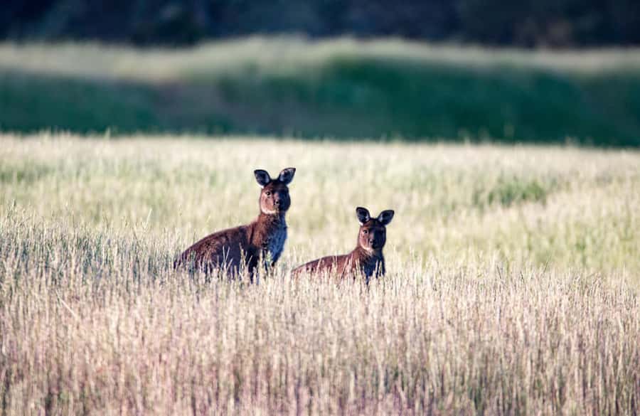 Kangaroo Island: Full-Day Guided Island Life Tour - Koalas, wallabies, and island-only species: what to watch for