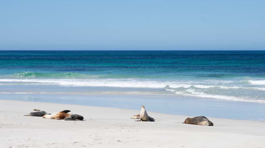 Kangaroo Island: Full-Day Guided Island Life Tour - Seal Bay Conservation Park: sea lions on the beach, up close