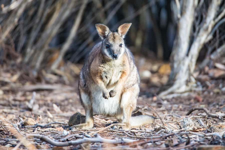 Kangaroo Island: Full-Day Guided Island Life Tour - Price and logistics: is $447 worth it for a full-day wildlife tour?