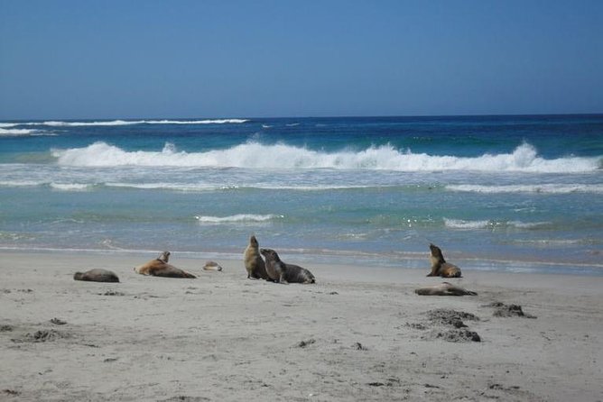 Kangaroo Island in a Day Tour from Adelaide - Seal Bay Conservation Park: Sea Lions Up Close on the Sand