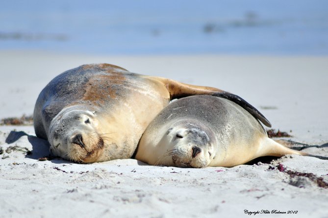 Kangaroo Island Indigenous Tour (1 Day) - Practical stuff that will save your day