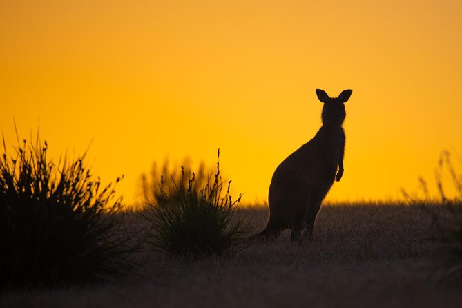 Kangaroo Island Luxury Small Group 'Flinders Chase Focus' Full Day Tour - Pickup, vehicle style, and the 9-hour rhythm
