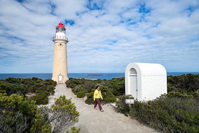 Kangaroo Island Luxury Small Group 'Flinders Chase Focus' Full Day Tour - Admirals Arch fur seals: where the coast feels alive