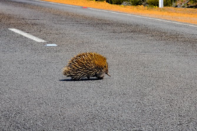 Kangaroo Island Luxury Small Group 'Flinders Chase Focus' Full Day Tour - Lunch in the bush: comfort that doesn’t kill the vibe
