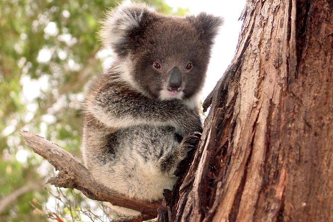 Kangaroo Island Luxury Small Group 'Island Life' Full Day Tour - What makes this tour worth your time
