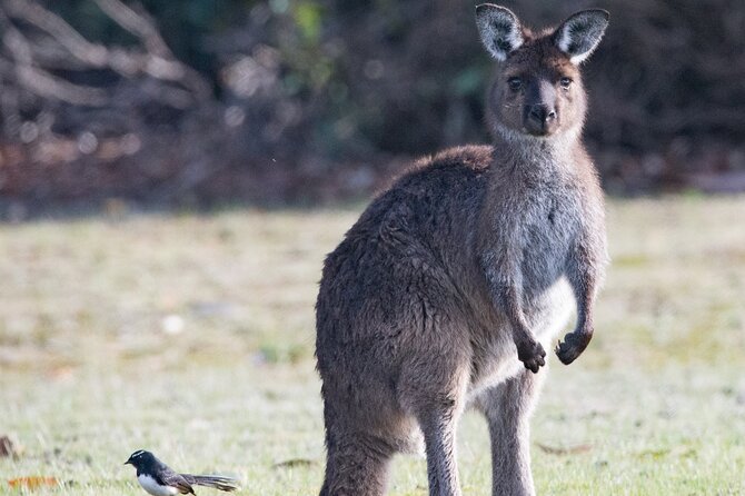 Kangaroo Island Luxury Small Group 'Island Life' Full Day Tour - Key highlights to know before you go