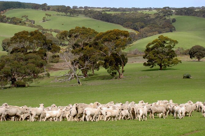 Kangaroo Island Luxury Small Group 'Island Life' Full Day Tour - The day starts right: pickup, 4WD comfort, and how the pacing works