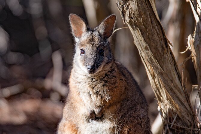 Kangaroo Island Luxury Small Group 'Island Life' Full Day Tour - Stop 1: Stokes Bay caves and a local-style sandy beach