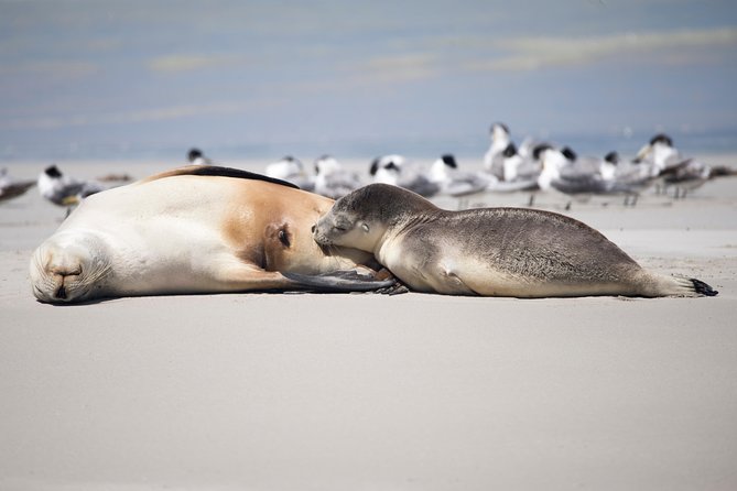 Kangaroo Island Luxury Small Group 'Island Life' Full Day Tour - Price and logistics: what you’re really paying for