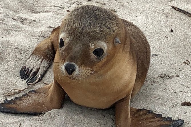 Kangaroo Island Scenic Nature and Wildlife Day Tour - Key Points to Know Before You Go
