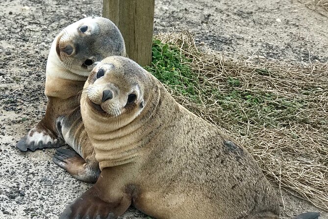Kangaroo Island Shore Excursion Scenic Trail Tour - Key reasons this shore day is worth your time