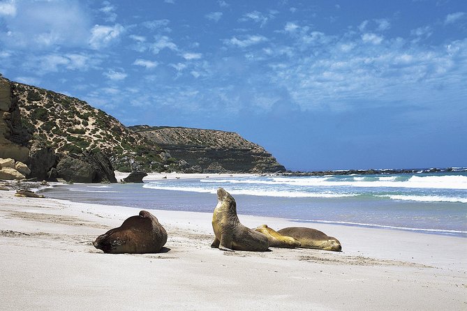 Kangaroo Island Shore Excursion Scenic Trail Tour - A well-built Kangaroo Island shore itinerary (for limited time)