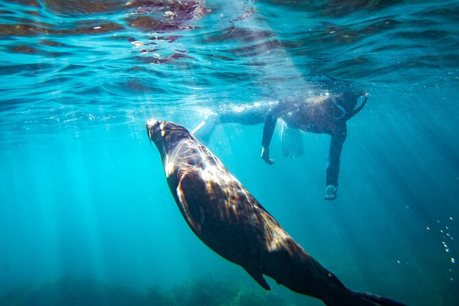 Kangaroo Island - Swim with Dolphins/Seals/Coastal Snorkel - A 2-Hour Swim-and-Snorkel Safari From Penneshaw
