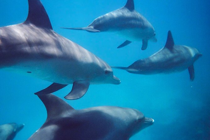 Kangaroo Island - Swim with Dolphins/Seals/Coastal Snorkel - First On the Agenda: Christmas Cove Seal Encounters