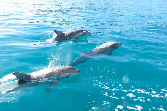 Kangaroo Island - Swim with Dolphins/Seals/Coastal Snorkel - Dolphins Are the Prize, But the Rules Are Real