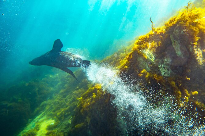 Kangaroo Island - Swim with Dolphins/Seals/Coastal Snorkel - Is the $139.86 Price Fair for Kangaroo Island Dolphins and Seals?