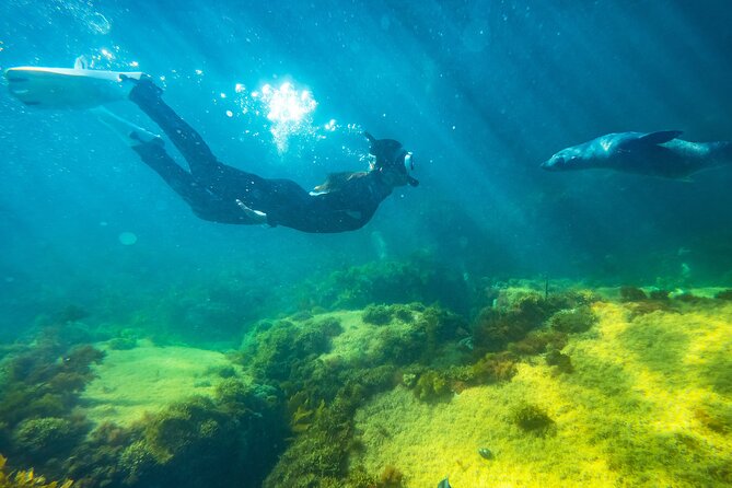 Kangaroo Island - Swim with Dolphins/Seals/Coastal Snorkel - Getting Ready: Penneshaw Check-In and Cold-Water Gear