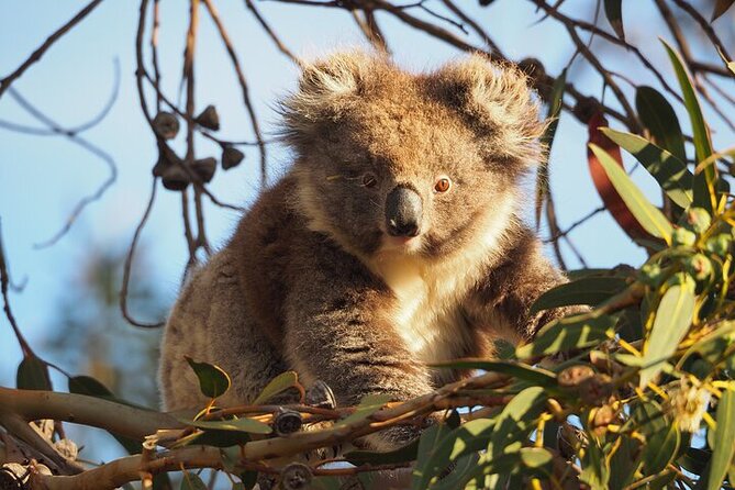 Koala Walking Tour in Kangaroo Island - Key Points to Know Before You Go