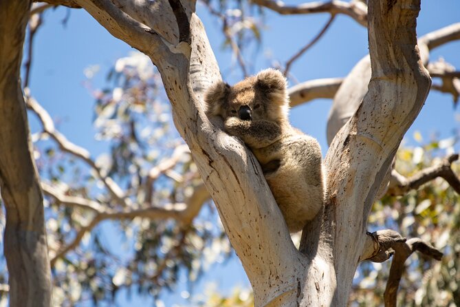 Koala Walking Tour in Kangaroo Island - What to Bring and Wear for Vivonne Bay Dune Walking
