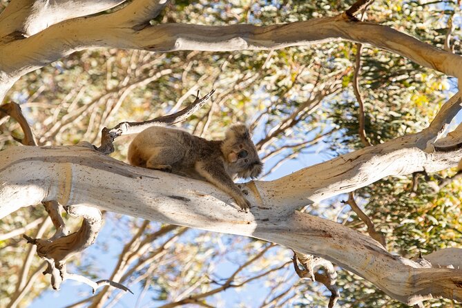 Koala Walking Tour in Kangaroo Island - Price and Value: Why $55.23 Can Make Sense Here
