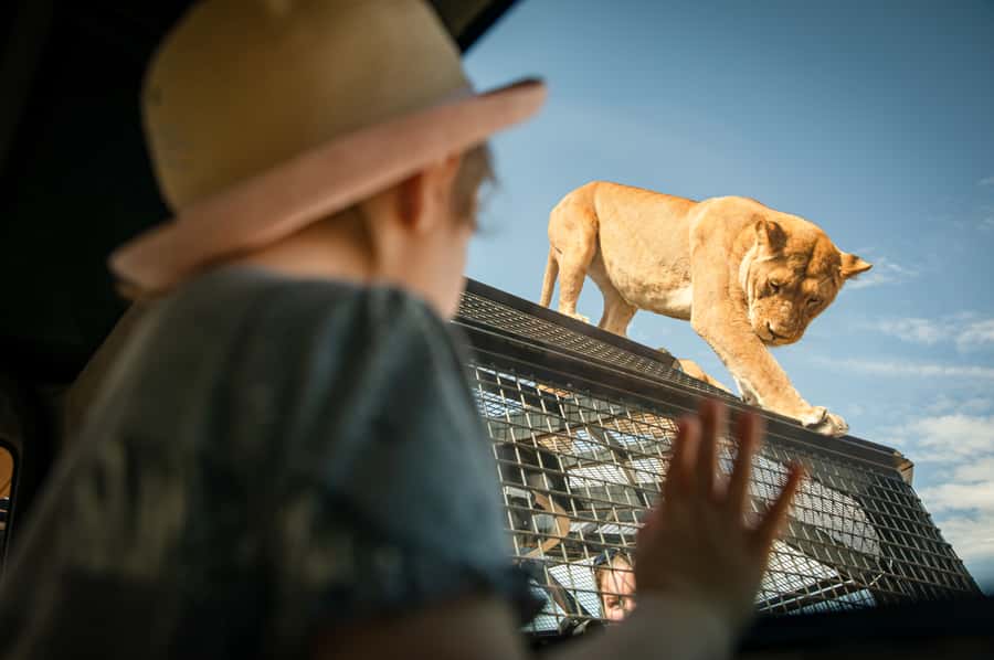 Lions 360 Experience and a Day at Monarto Safari Park - Key things that make this day tick