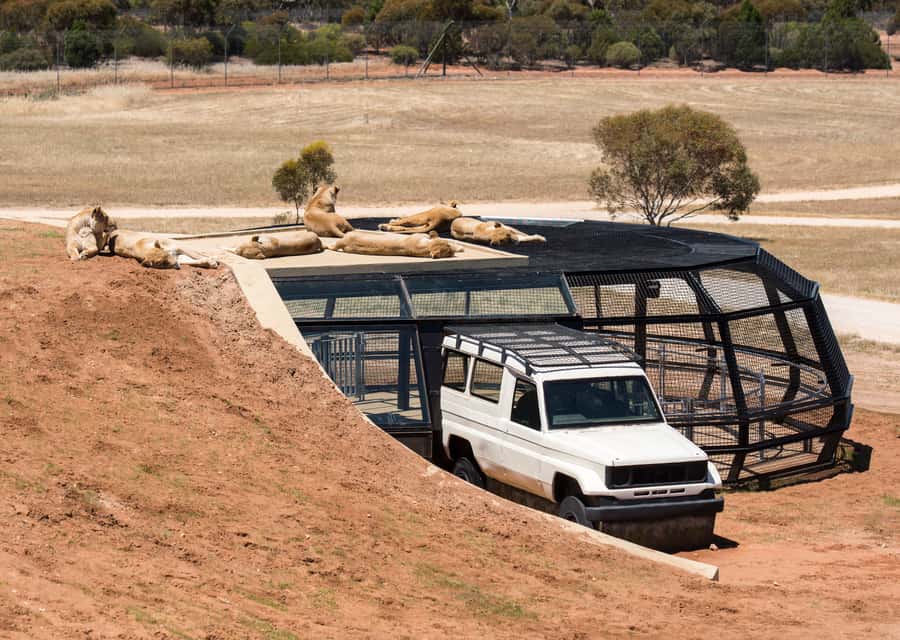 Lions 360 Experience and a Day at Monarto Safari Park - Lions 360 at Monarto: why this feels like an Africa-style moment