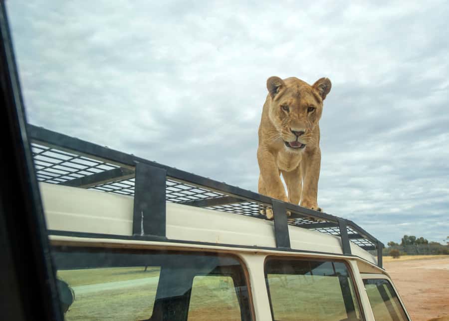 Lions 360 Experience and a Day at Monarto Safari Park - Your 1-hour Lions 360 slot: what you’re doing and where
