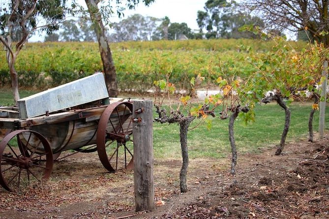 Maggie Beer Farm - Barossa Valley Regional Tour - Mengler Hill lookout: quick views, minimal fuss