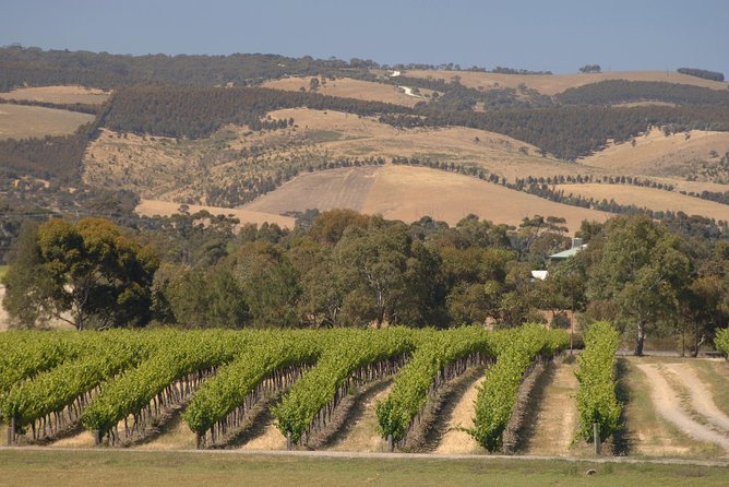 McLaren Vale and Glenelg Wine Tasting and Sightseeing (Half-day Afternoon) - Haselgrove Wines: the structured tasting where the details matter