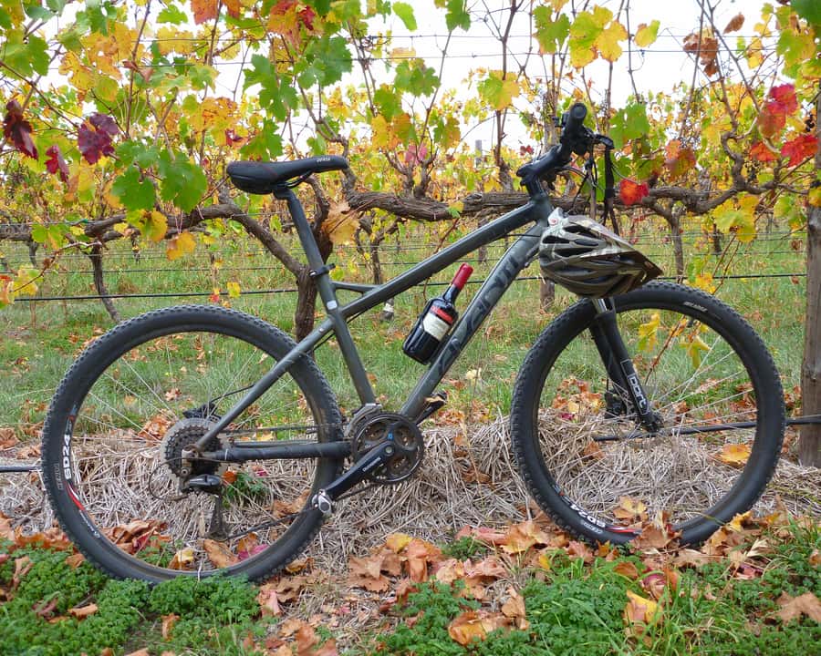 Mclaren Vale Hills Vines and Wines Bike Tour from Adelaide - Kuitpo Forest Morning: Wildlife Chances and the Big Setup