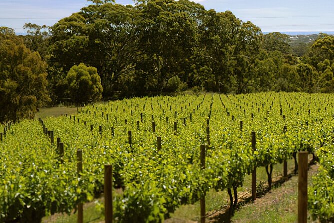 McLaren Vale & Historic Hahndorf Wine Tour - Sidewood Estate in Hahndorf: cool-climate wines for adults