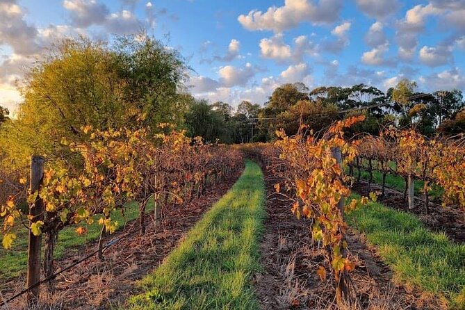 McLaren Vale South Hop-On Hop-Off Winery Tour - Comfort, Timing, and the Real Logistics You’ll Care About