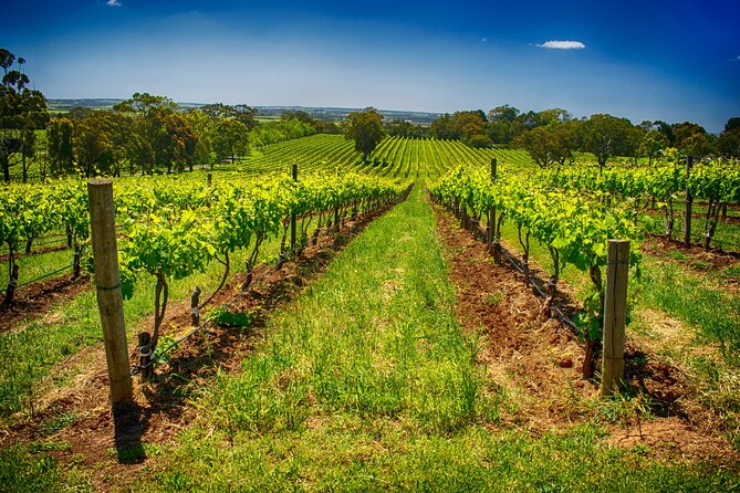 McLaren Vale Winery Small Group Tour with Wine Tasting and Lunch - Shottesbrooke Vineyards: family-owned charm and possible swaps